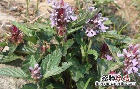 筋骨草的功效与作用 筋骨草的功效与作用及禁忌