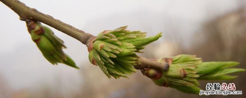 杜仲开花期 杜仲开花吗