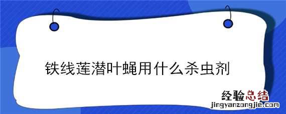 铁线莲潜叶蝇用什么杀虫剂 铁线莲被潜叶蝇幼虫咬的图片