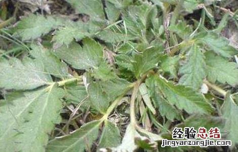 翻白草的功效与作用及禁忌 翻白草的功效与作用