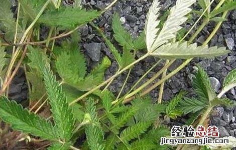 翻白草的功效与作用及禁忌 翻白草的功效与作用