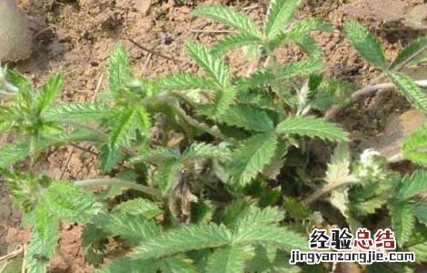 翻白草的功效与作用及禁忌 翻白草的功效与作用