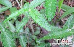 翻白草的功效与作用及禁忌 翻白草的功效与作用
