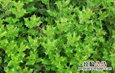 枸骨的功效与作用 枸骨根的功效与作用