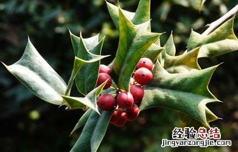 枸骨的功效与作用 枸骨根的功效与作用