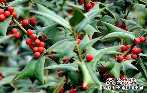 枸骨的功效与作用 枸骨根的功效与作用