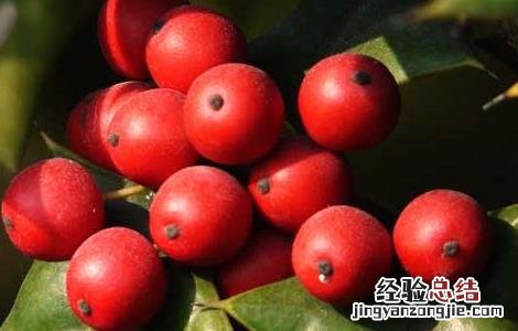 枸骨的功效与作用 枸骨根的功效与作用