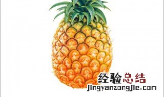 菠萝怎么种更好 菠萝怎么种更好看