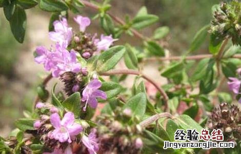 地椒的功效与作用 地椒椒的功效与作用