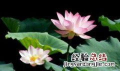 室内养莲花好吗 室内养莲花有什么作用