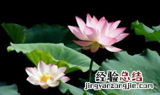 室内养莲花好吗 室内养莲花有什么作用