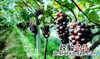 葡萄怎么插种 葡萄怎么插种视频