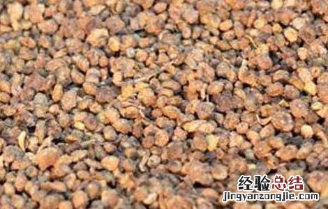 地肤子的功效与作用 地肤子的功效与作用图片