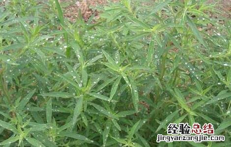 地肤子的功效与作用 地肤子的功效与作用图片