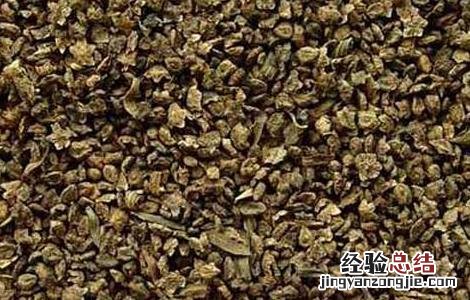 地肤子的功效与作用 地肤子的功效与作用图片