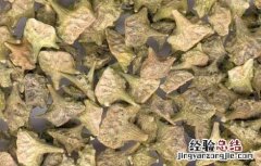 地肤子的功效与作用 地肤子的功效与作用图片