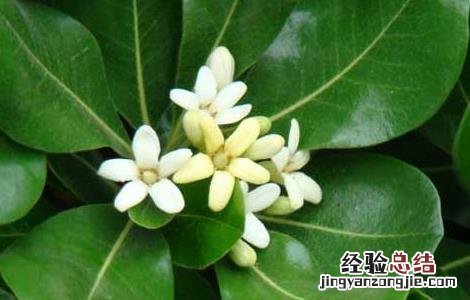 佛手的功效与作用 代代花的功效与作用