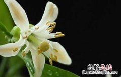 佛手的功效与作用 代代花的功效与作用