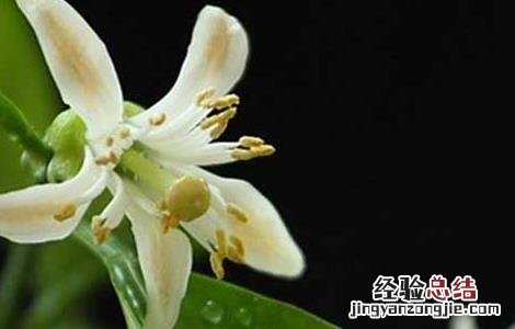 佛手的功效与作用 代代花的功效与作用