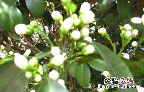 佛手的功效与作用 代代花的功效与作用