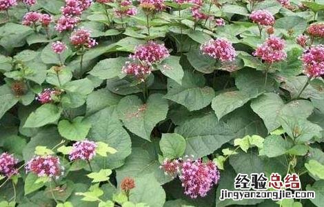 臭牡丹的功效与作用 臭牡丹根的功效与作用