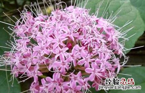 臭牡丹的功效与作用 臭牡丹根的功效与作用