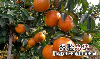 鲜果储存方法 鲜果储存方法视频