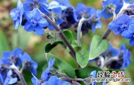 紫草的功效与作用 紫草的功效与作用图片