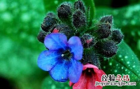 紫草的功效与作用 紫草的功效与作用图片