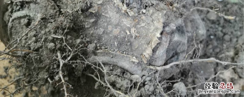 根腐病用什么药 红薯根腐病用什么药