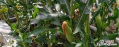 玉米除草剂药害与解救 非常全面 玉米除草剂药害怎么解决