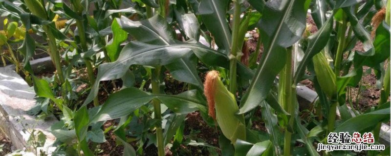 玉米除草剂药害与解救 非常全面 玉米除草剂药害怎么解决