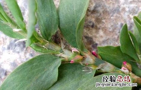扁蓄的功效与作用 扁蓄的功效与作用剂量