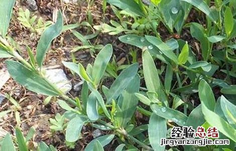 扁蓄的功效与作用 扁蓄的功效与作用剂量