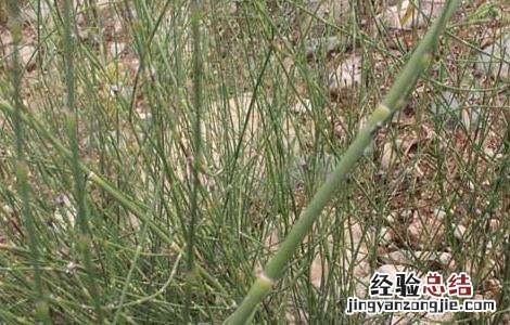 笔筒草的功效与作用 笔筒草的功效与作用:忌