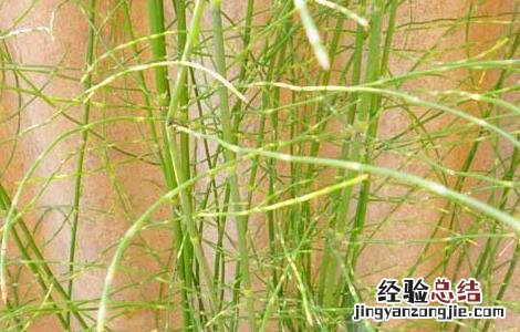 笔筒草的功效与作用 笔筒草的功效与作用:忌
