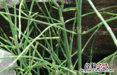 笔筒草的功效与作用 笔筒草的功效与作用:忌