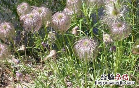 白头翁的功效与作用 白头翁的功效与作用及禁忌