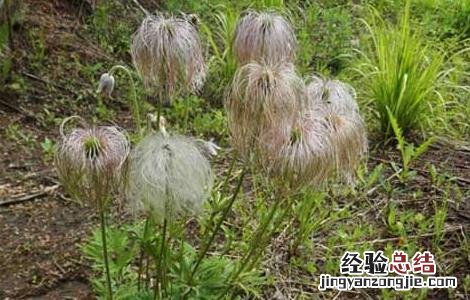 白头翁的功效与作用 白头翁的功效与作用及禁忌