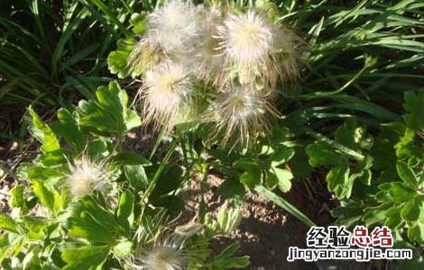 白头翁的功效与作用 白头翁的功效与作用及禁忌