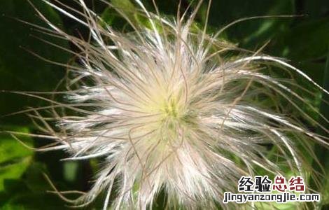 白头翁的功效与作用 白头翁的功效与作用及禁忌