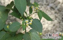 白花菜的功效与作用及禁忌症 白花菜的功效与作用
