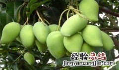 芒果需要怎么种才能结果 芒果需要怎么种