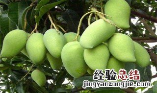 芒果需要怎么种才能结果 芒果需要怎么种