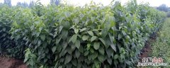 杜仲在什么地方可以种 杜仲好种植吗