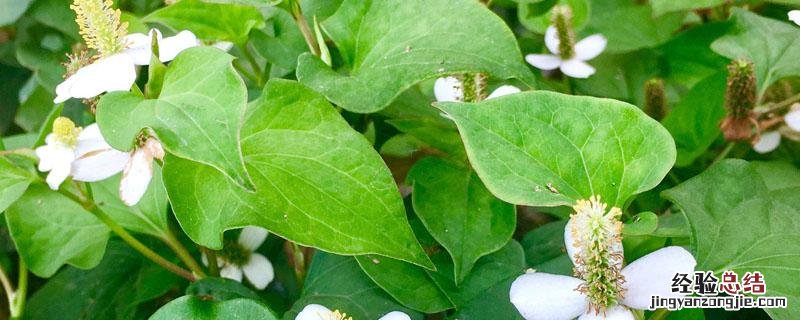鱼腥草在北方叫什么 鱼腥草北方叫什么