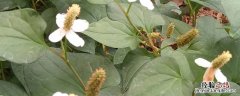 茅草根和鱼腥草有什么区别 鱼腥草和茅根的区别