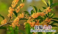 桂花怎么保鲜 如何保存桂花