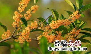 桂花怎么保鲜 如何保存桂花