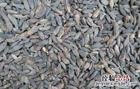 西青果的功效与作用 桔梗的功效与作用